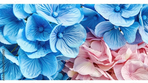 Beautiful blue and pink colorful hydrangea flowers as background  top view