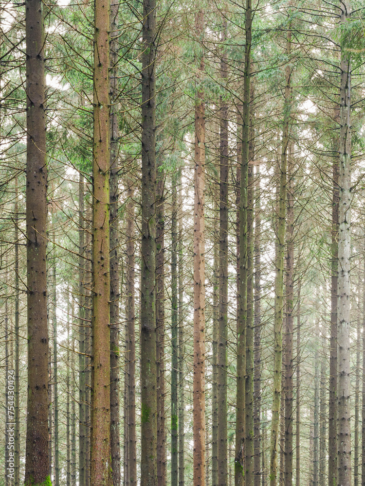 Dense Forest Filled With Tall Trees Dense Forest Filled With Tall Trees