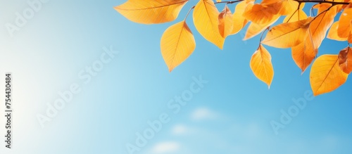 A tree branch with yellow leaves stands out against a clear blue sky. The leaves cascade down, creating a vibrant contrast against the serene background.