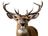 Red deer front face isolated on white background