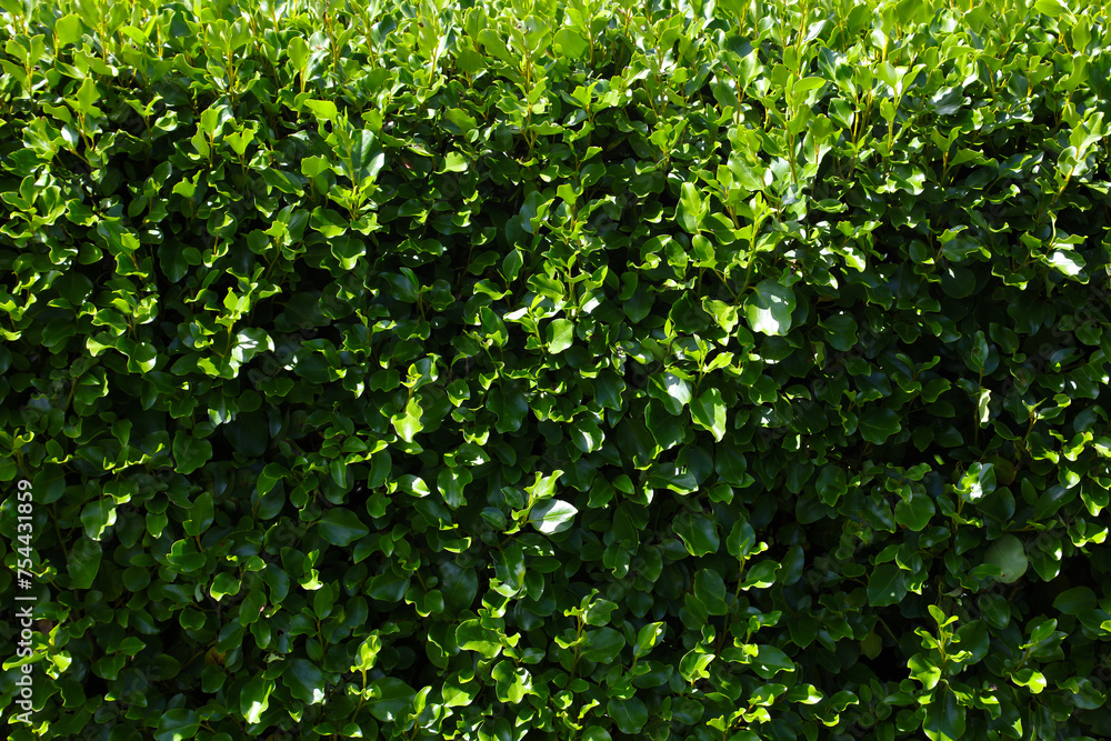 Griselinia Littoralis broadway mint green hedge Griselinia Littoralis broadway mint green hedge