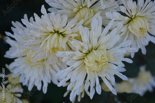 Beautiful, bright autumn blooming, white chrysanthemum flowers on a background of green leaves.