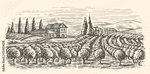 Rows of vineyard grape plants and winery farmhouse. Hand drawn landscape, vine plantation sketch vintage vector illustration © ~ Bitter ~