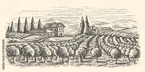 Rows of vineyard grape plants and winery farmhouse. Hand drawn landscape, vine plantation sketch vintage vector illustration photo