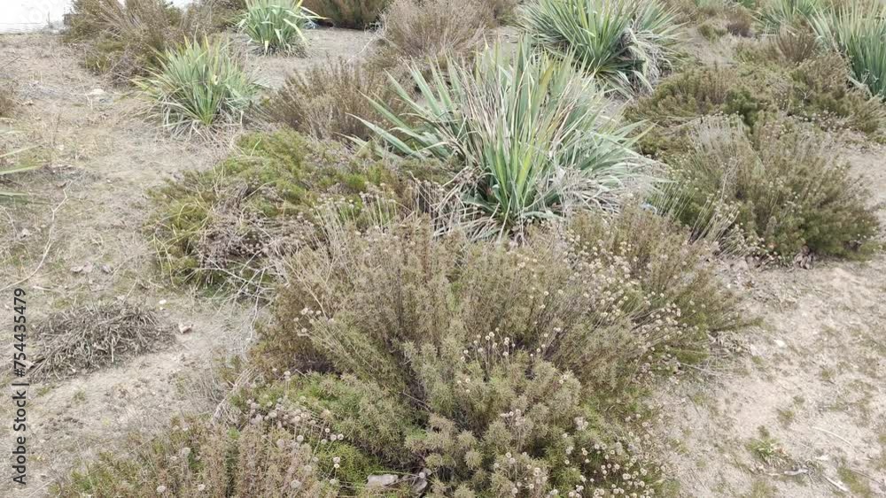 dry and green grass in spring. spring garden. dry and green grass in spring. spring garden.