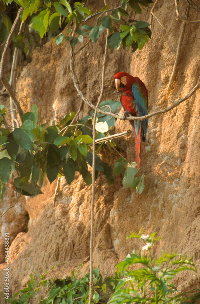 Ara chloroptère,.Ara chloropterus , Red and green Macaw, colpa, Réserve de Tambopata, Amazonie, Pérou