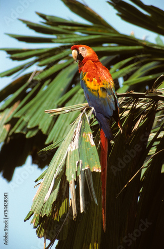 Ara rouge,.Ara macao, Scarlet Macaw, Réserve de Tambopata, Amazonie, Perou