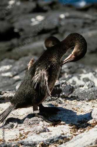 Cormoran aptère,.Nannopterum harrisi, Flightless Cormorant,  Archipel des Galapagos, Equateur photo