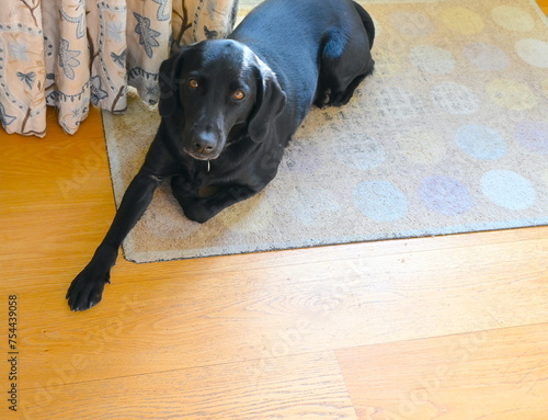 фотографія Black labrador dog with clever eyes at home.