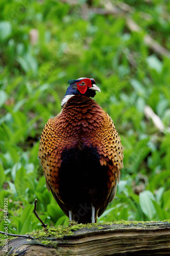 Wallpaper Mural A portrait of a male pheasant Torontodigital.ca