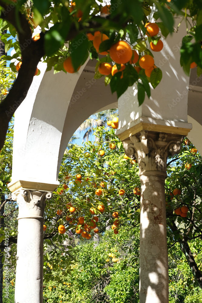 Obraz premium Beautiful Spanish patio garden with orange trees
