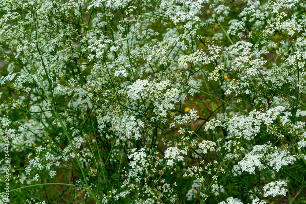 Different green grass in spring and summer Different green grass in spring and summer