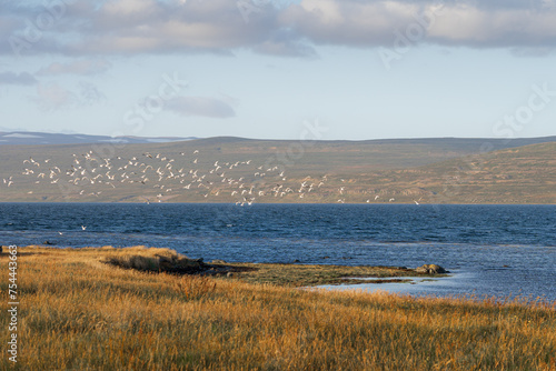 Flock of birds flying over sea fjord in Westfjords, Iceland. Beauty in nature and bird watching concept