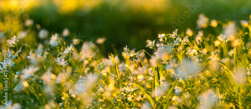 forest flowers