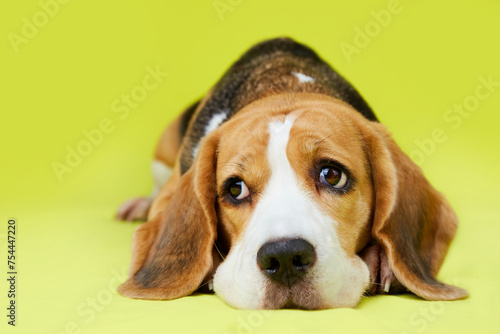 A cute beagle dog lies on a yellow isolated background.
