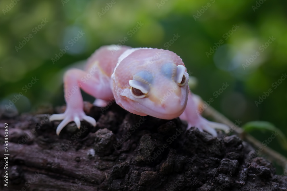 Naklejka premium Baby leopard gecko lizard on branch , eublepharis macularius