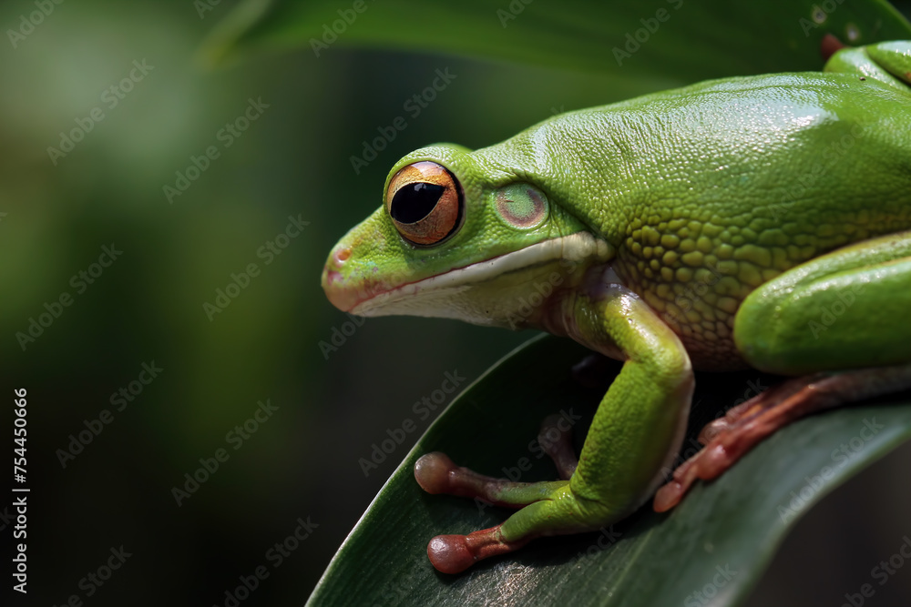 Fototapeta premium white-lipped tree frog (Nyctimystes infrafrenatus)