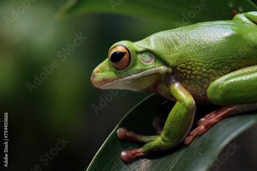 white-lipped tree frog (Nyctimystes infrafrenatus)