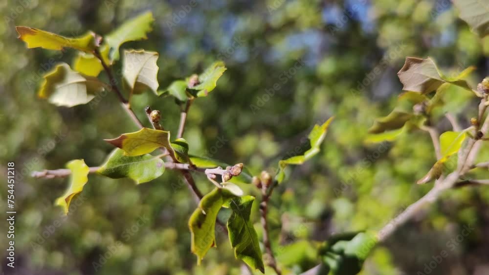 Branches with green and yellow leaves sway through the air. Branches with green and yellow leaves sway through the air.