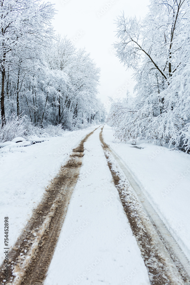 winter forest winter forest