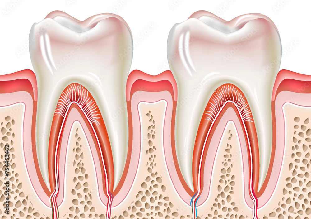 eeth/Molars crosssection diagram in a side view, PNG, in, a Dental-themed, isolated, and transparent photorealistic illustration. Generative ai eeth/Molars crosssection diagram in a side view, PNG, in, a Dental-themed, isolated, and transparent photorealistic illustration. Generative ai