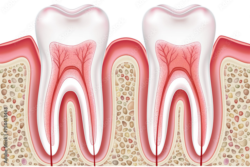 eeth/Molars crosssection diagram in a side view, PNG, in, a Dental-themed, isolated, and transparent photorealistic illustration. Generative ai eeth/Molars crosssection diagram in a side view, PNG, in, a Dental-themed, isolated, and transparent photorealistic illustration. Generative ai