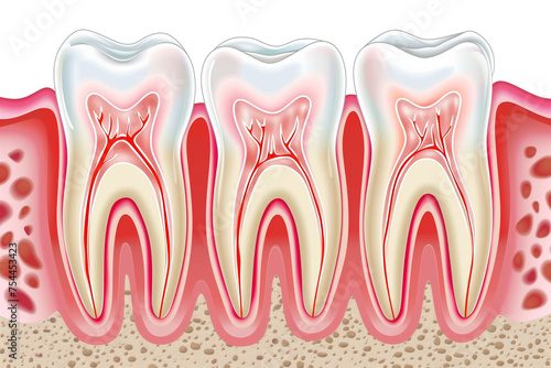 eeth/Molars crosssection diagram in a side view, PNG, in, a Dental-themed, isolated, and transparent photorealistic illustration. Generative ai
