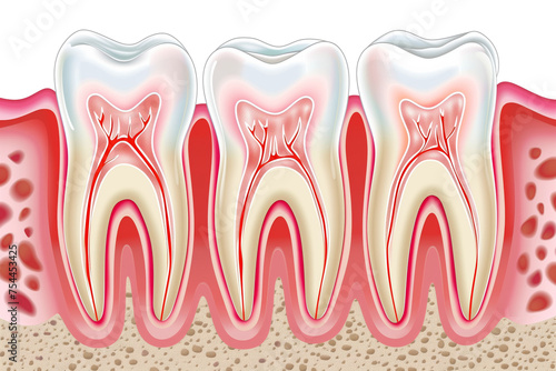 eeth/Molars crosssection diagram in a side view, PNG, in, a Dental-themed, isolated, and transparent photorealistic illustration. Generative ai photo