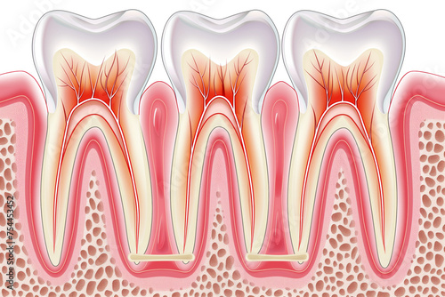 eeth/Molars crosssection diagram in a side view, PNG, in, a Dental-themed, isolated, and transparent photorealistic illustration. Generative ai photo