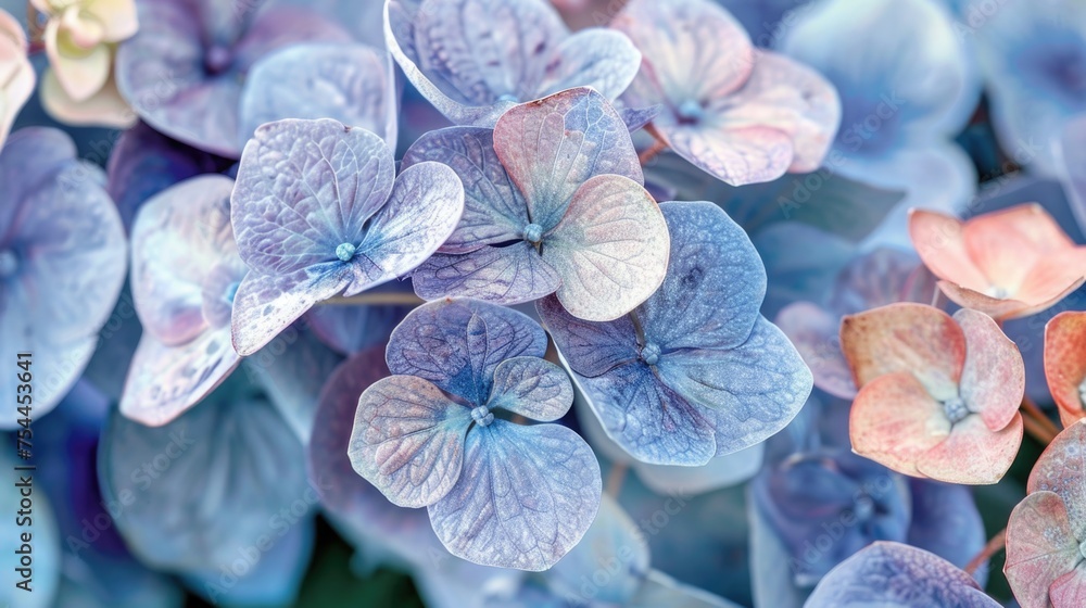Beautiful blue and pink colorful hydrangea flowers as background, top view Beautiful blue and pink colorful hydrangea flowers as background, top view