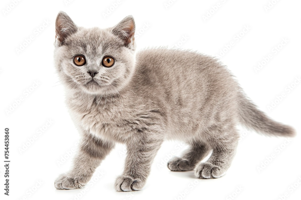 Small Gray Kitten on White Floor