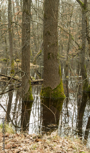 reflection of the forest in the water..