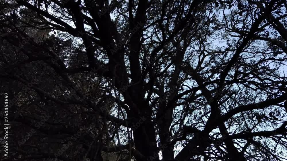 Dark gloomy looking tree moves through the air Dark gloomy looking tree moves through the air