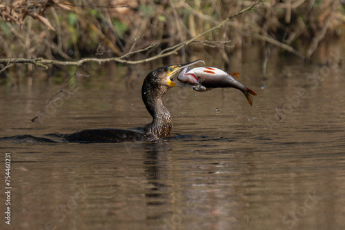 Obraz na płótnie Kormoran mit Barsch