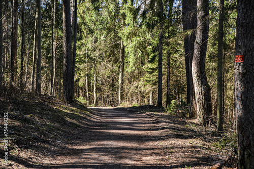 Forest Route