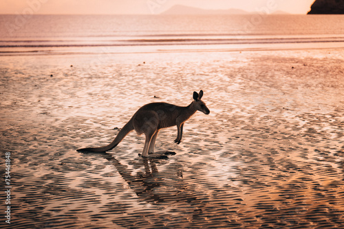 Kangaroo Wallaby at the beach during sunrise in cape hillsborough national park, Mackay. Queensland, Australia. © Mathias
