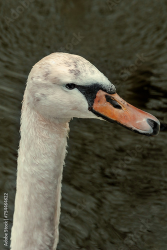 A portrait of a swan, distinguished by its white color and orange beak. The swan's head. The swan's head is elegantly curved. The head of a white swan. The white swan. photo