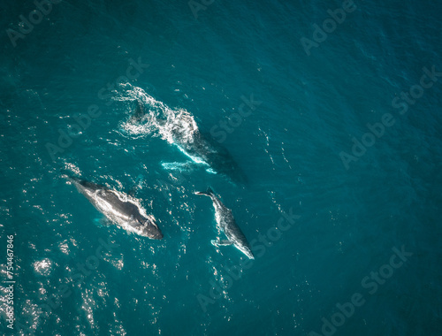 Humpback whale and calf aerial drone shot sleeping on the surface of the ocean in Australia, New South Wales.