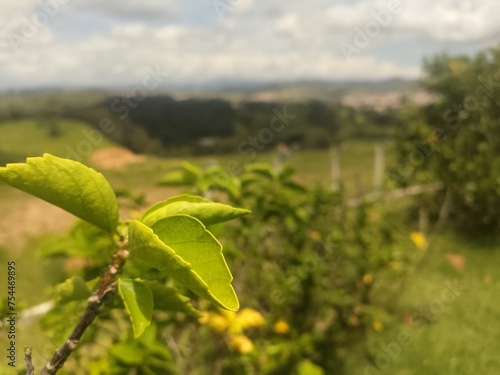 tree leaf and nature landscape in the background