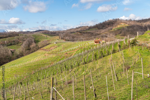 Wallpaper Mural Landscape of vineyard hills of Gattinara in the province of Vercelli, Piedmont, Italy Torontodigital.ca
