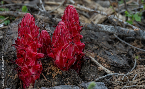 Snow Plants Pop Out of the Sierra Ground