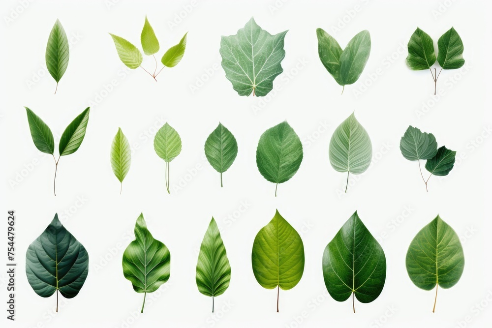 A collection of green leaves on a white background. Perfect for botanical projects A collection of green leaves on a white background. Perfect for botanical projects