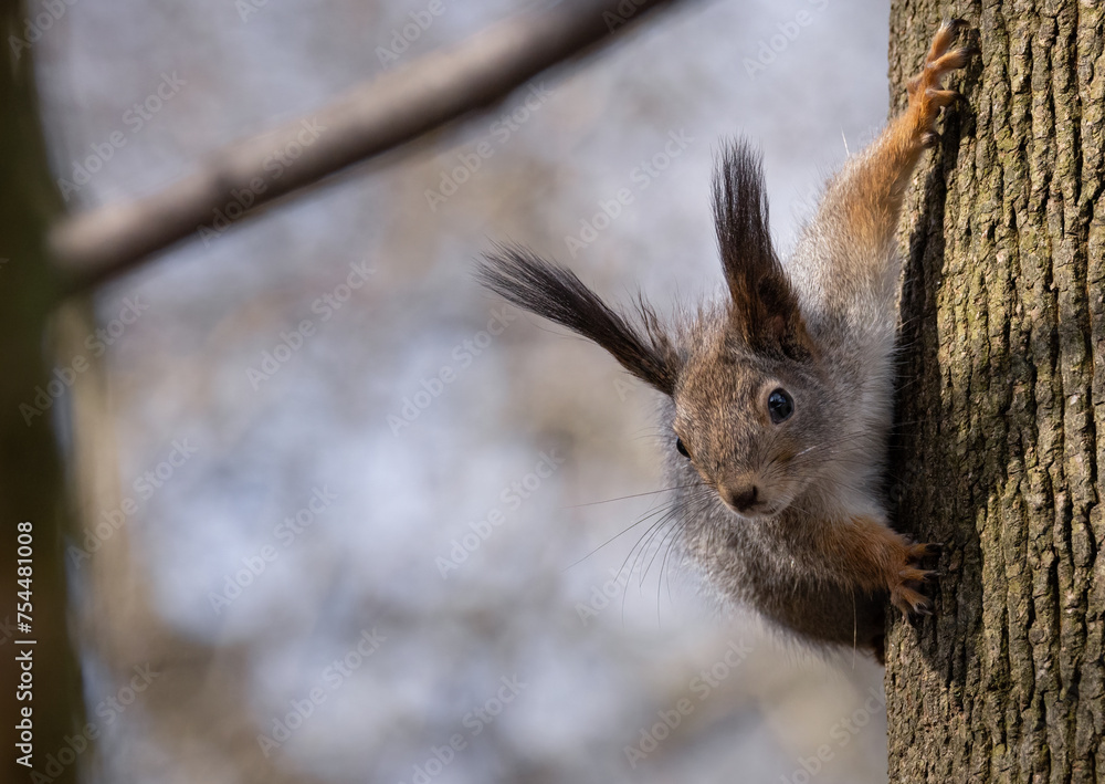 Fototapeta premium Squirrel in the park. A small furry animal comes down from a tree.