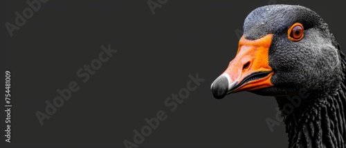  a close up of a black and orange bird with an orange beak and a black back ground with a black background. photo