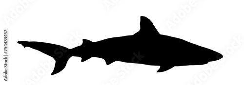 silhouette of a shark