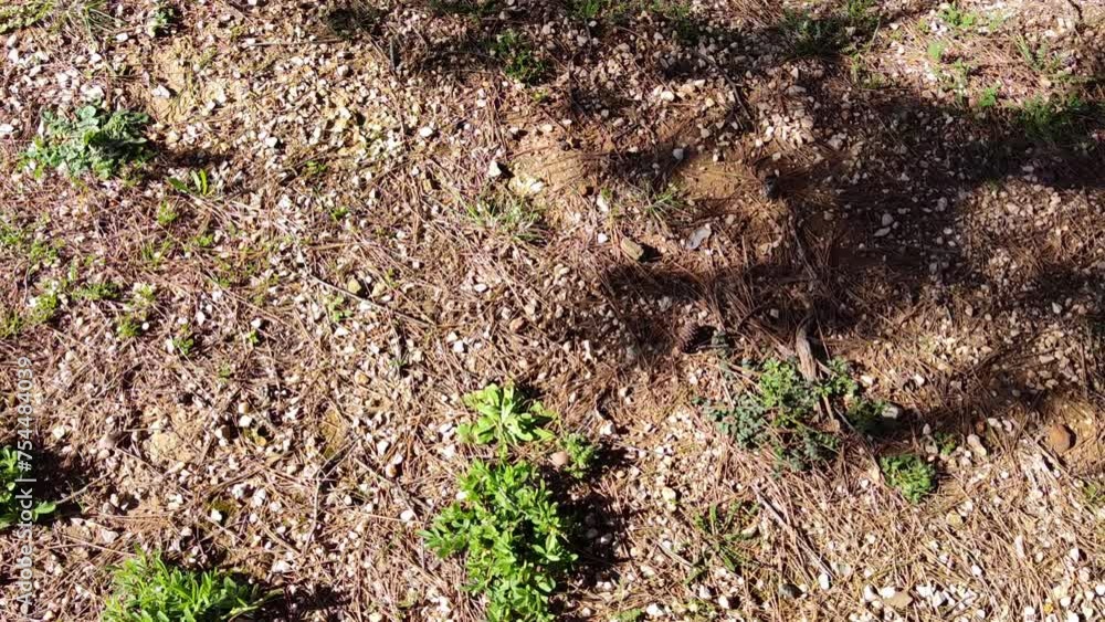 The tree branch is projected on the ground with pebbles and grass
