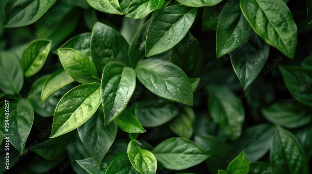 Detailed view of green plant leaves, suitable for nature concepts Detailed view of green plant leaves, suitable for nature concepts