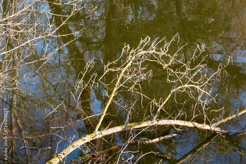 Broken leafless twig in river Dyje  Lednice  Czechia