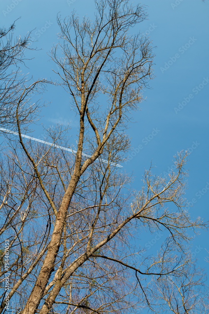 Winter tree and a blue sky, Czechia Winter tree and a blue sky, Czechia