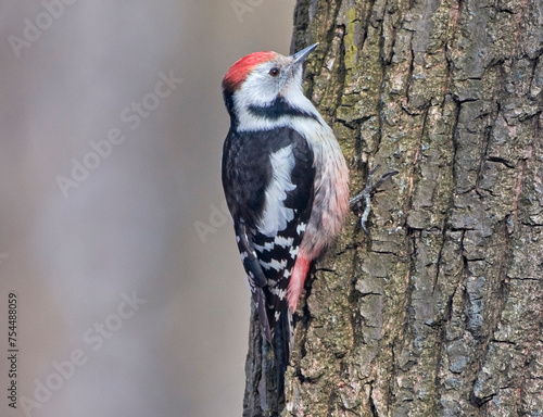 A middle spotted woodpecker sits on a tree.